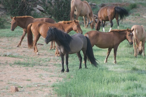 horse poem. Mongol horses, Baga Gazriin