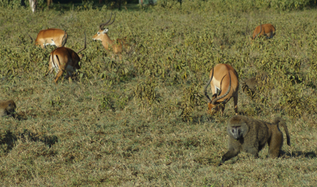 Impala and baboons