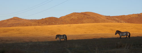 Takhi Mare and Stallion at sunrise, Hustai National Park