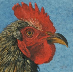 Rooster 12x12 oil on canvasboard
