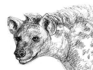 hyena-head