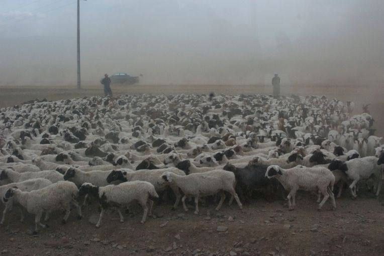 Sheep and dust