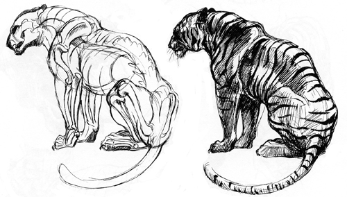 animal drawing – Susan Fox, American Artist