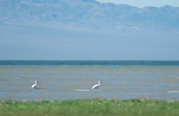 White or eurasian spoonbills