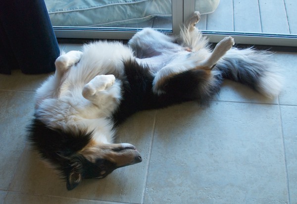 She also is pretty entertaining. This is known as "Collie Pose" (although I know other dogs do it too)