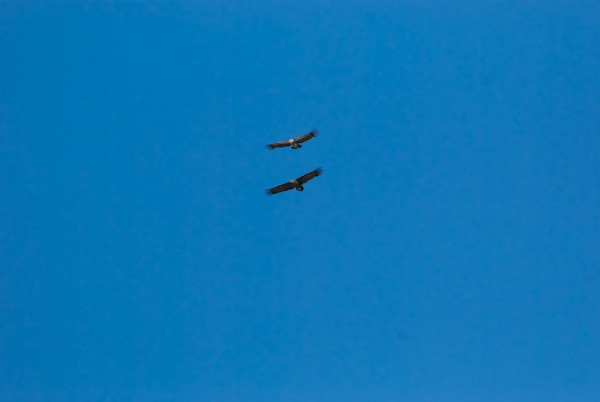 We spotted a number of vultures circling and it turned out to be two species, a smaller griffon vulture and the much larger eurasian black/cinereous vulture.