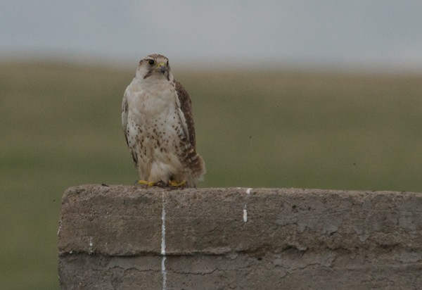 Saker falcon, an endangered species, perched right near the road. 
