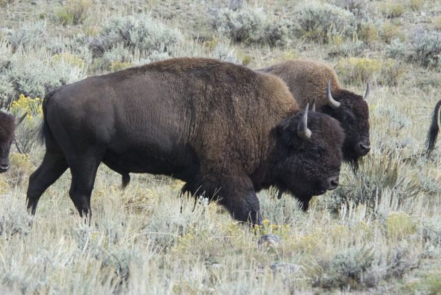 Saw a lot of these huge bull bison in the park