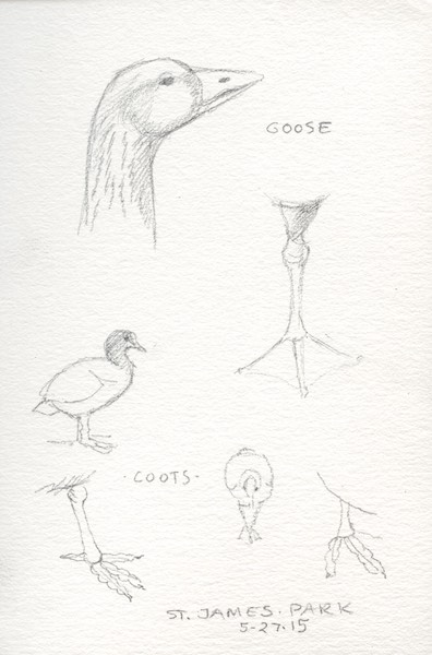 Pencil sketches of birds