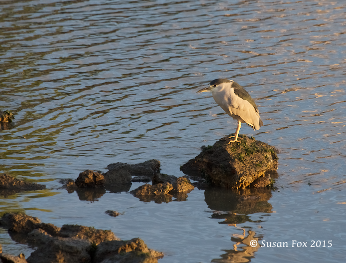 Black-crowned night heron. Minding its own business.