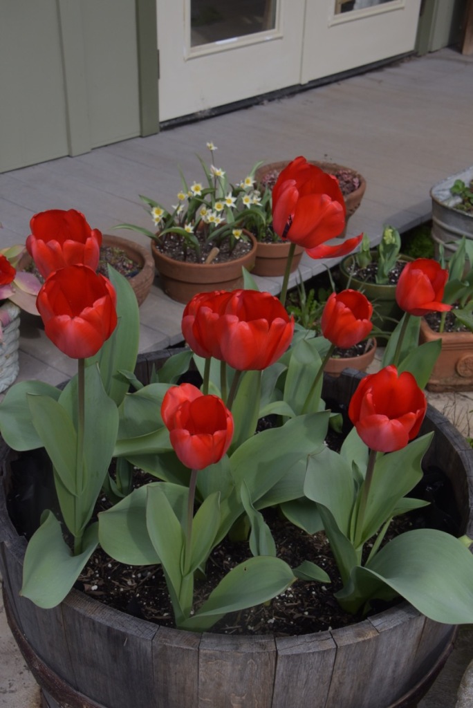 "Red Impression" and "Coleur Cardinale" tulips
